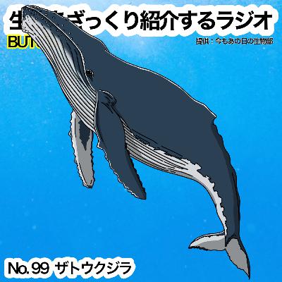 第99話：✉️「ザトウクジラ」をざっくり紹介