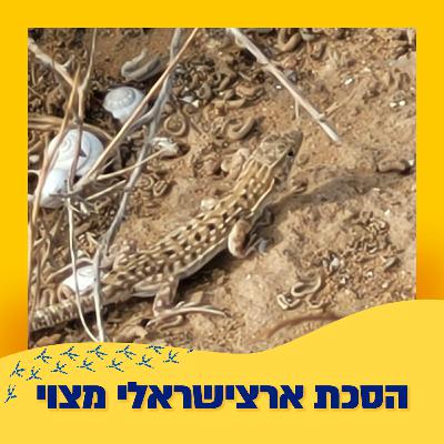 שנונית באר שבע