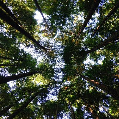 Episode 6.13: Democracy's New Frontier: Integrating Ecosystems into Political Communities