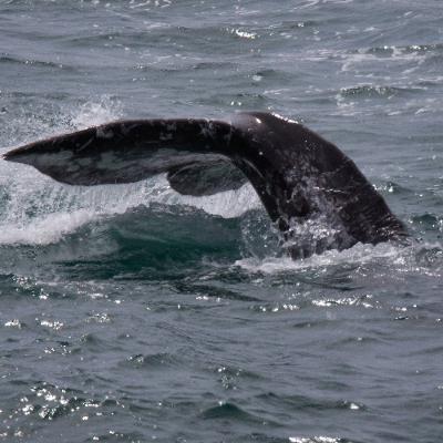 How to get up close views of whales on the Oregon Coast How to get up close views of whales on the Oregon Coast