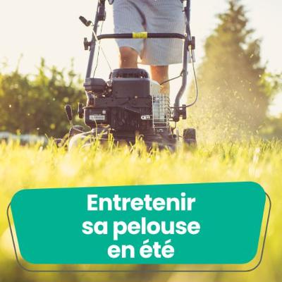 Entretenir sa pelouse en été