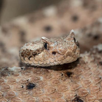 Episode 14 - The Keys to Differentiating Species Episode 14 - The Keys to Differentiating Species