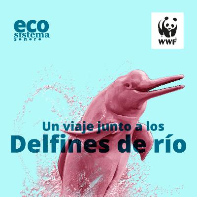 Un viaje junto a los delfines de río por el río Guaviare