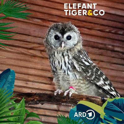 Habichtskauz - lautloser Jäger