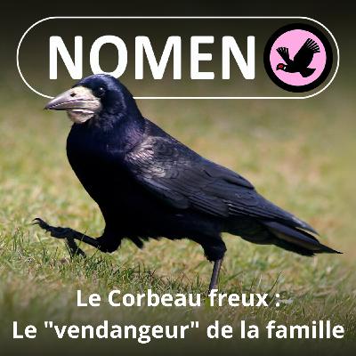 BEST OF D'ÉTÉ #18 : Le Corbeau freux, un sacré récolteur-vendangeur !