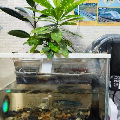 #97 (＆パパ）アクアポニックス（魚の水槽で植物育てる）すすめ