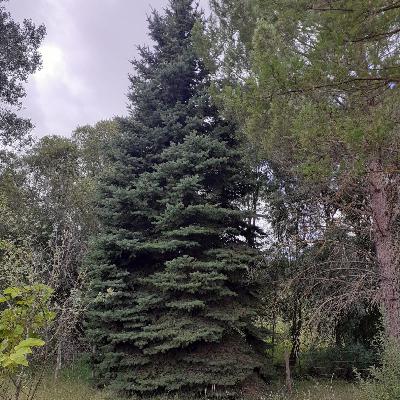 Escribano Palustre - Decrecer - 28/07/25