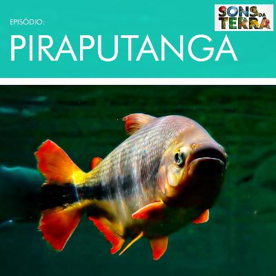 José Sabino: peixes, documentários e os benefícios do contato com a natureza