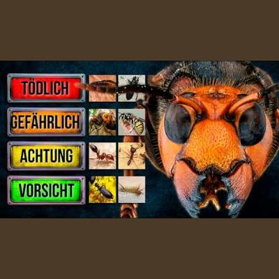 Diese Insekten töten mehr Menschen als Raubtiere Diese Insekten töten mehr Menschen als Raubtiere