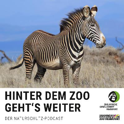 Nicht nur schwarz-weiß: Die Welt der Grevyzebras