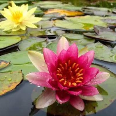 Temporada 2 - Episódio 39: Plantas Aquaticas