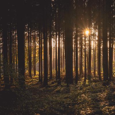 NATURE AWAKENS • An Early Morning Forest Recording