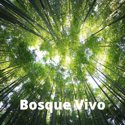 Bosque Vivo (8 horas) - Sonidos de la naturaleza para relajarse y dormir
