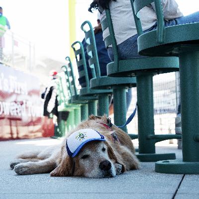 Hinsdale makes pet ownership easier and more affordable