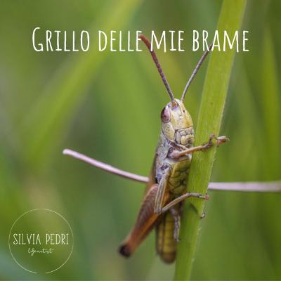 GRILLO DELLE MIE BRAME: come (non) mangiare insetti