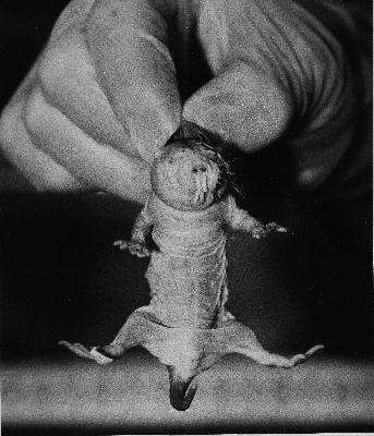 Patrick In The Morning: Nerd News - Nobel Prizes, Rats and Bats