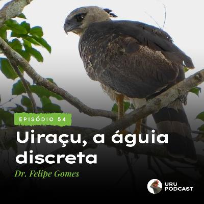 #054 - Uiraçu: a águia discreta