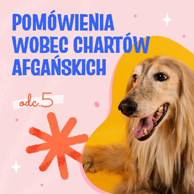 Pomówienia wobec chartów afgańskich
