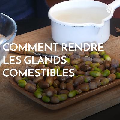 Comment rendre les glands comestibles