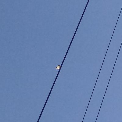 O garoto que queria asas e andava com os passarinhos