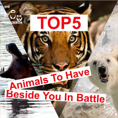 Top5 Animals To Have Beside You in Battle Top5 Animals To Have Beside You in Battle