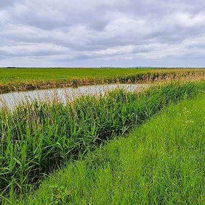 271 Wild breezes in the reeds - spring along the Thames Estuary