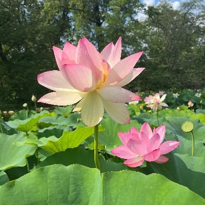 73：在有效努力中成长前行，迷茫和低谷都是人生礼物