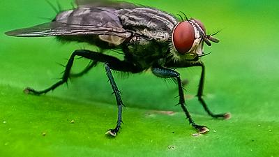 NCBA Continues to Support USDA New World Screwworm Prevention efforts