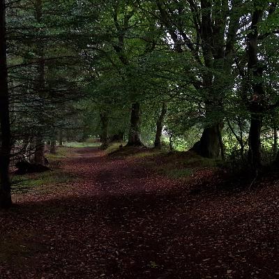 Von Kopfbäumen im dunklen Wald