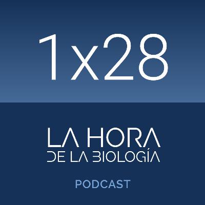 1x28: El monstruo de Spiegelman