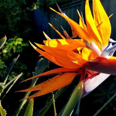 Coisas Que Aprendi - Episódio 5 - Coerência Cardíaca