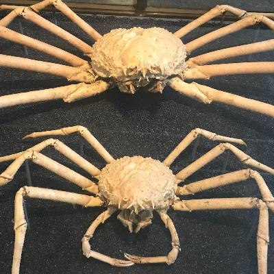 27. Naturhistoriens vingslag på Göteborgs naturhistoriska museum