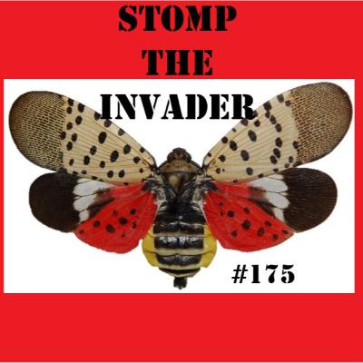 Stomp the Invader