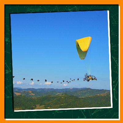Guiding Migrating Birds Home