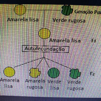 2 lei de Mendel 2 lei de Mendel