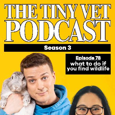 78: What To Do If You Find Wildlife