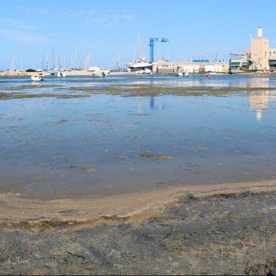 La Comunidad considera que Transición Ecológica no ha cumplido su compromiso de retirada de secos y lodos en el Mar Menor