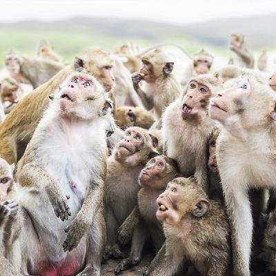 Mois de la Création : pourquoi des animaux sur la terre ?