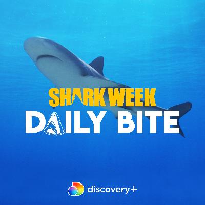 Introducing Shark Week's Daily Bite Podcast