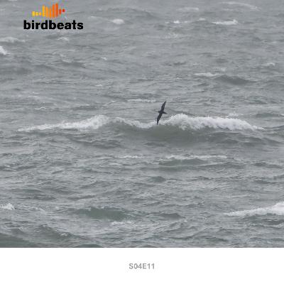 Seawatching-Tipps und DOG Tagung