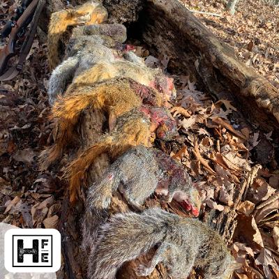 West Virginia Squirrel Doggin the day away. West Virginia Squirrel Doggin the day away.