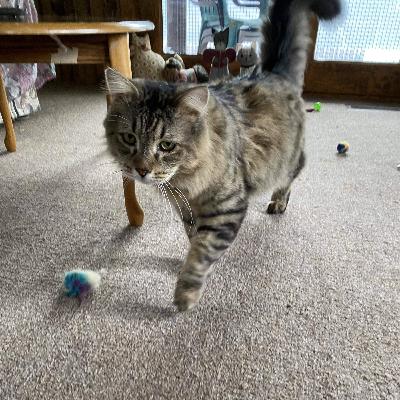 Meow Money Meow Problems Meow Money Meow Problems