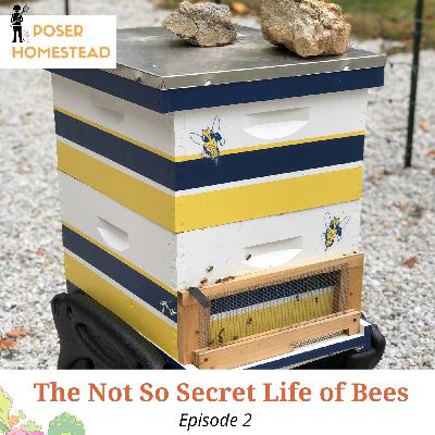 The Not So Secret Life of Bees The Not So Secret Life of Bees