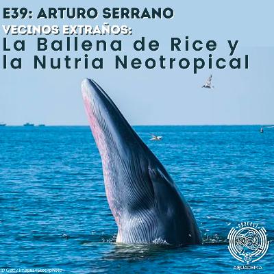 E39: Arturo Serrano. Vecinos extraños, La Ballena de Rice y la Nutria Neotropical E39: Arturo Serrano. Vecinos extraños, La Ballena de Rice y la Nutria Neotropical