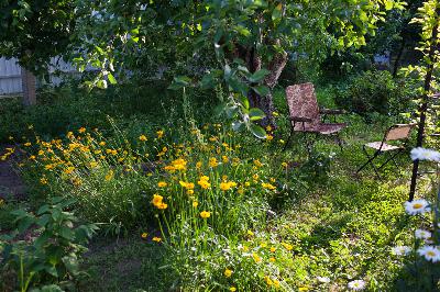 How to save your lilacs, keep deer from eating all your pears and more gardening tips