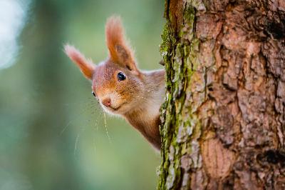 Saving Scotland's Red Squirrels
