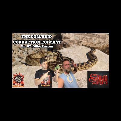 Why Are Gopher Snakes So Underrated? w/ Mike Larsen | The Colubrid Corruption Podcast | Ep. 87