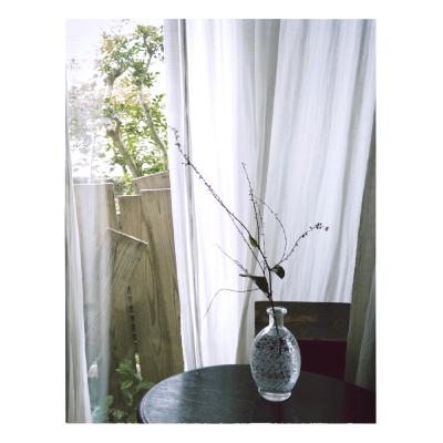 【第４回】水引草