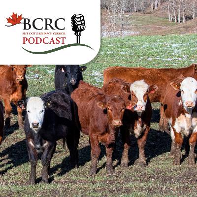 Episode 109: Extend the Grazing Season - Using Stockpiled Forage for Early Spring Grazing