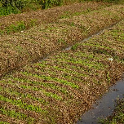 第77回　自然農を始めて変わったこと